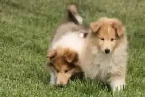 哪些食物能使苏格兰牧羊犬的被毛充满光泽(苏格兰牧羊犬)