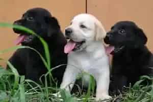 饲养拉布拉多犬饲料方面主人们需要注意哪些(拉布拉多)