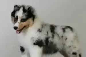 喜乐蒂犬眼睛发红用药也不好怎么办是好(喜乐蒂)