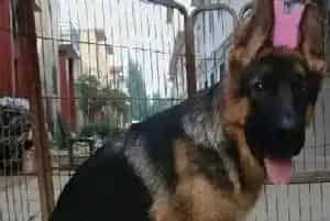 德国牧羊犬的喂养方法与禁食食物有哪些(德国牧羊犬)