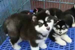 阿拉斯加犬每个月都要吃一次驱虫药吗(阿拉斯加犬)