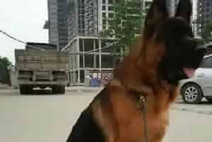 饲养安全常识 让德国牧羊犬拒绝外来的食物(德国牧羊犬)