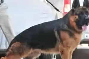 用食物奖励德国牧羊犬可增加对它的训练效果(德国牧羊犬)