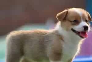 哪些食物是柯基犬一定不可食用的(柯基犬)