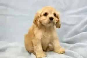 不同阶段的可卡犬在食物护理上存在着不同(可卡犬)