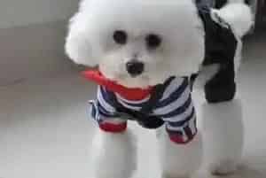 请问专家贵宾犬感冒了喂什么药治疗好(贵宾犬)