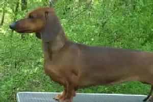 腊肠犬有点咳嗽好像感冒了吃什么药好(腊肠犬)