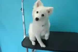 银狐犬被虱子咬了皮破了能用人擦的药膏吗(银狐犬)