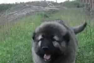 高加索犬在街上拣拾食物吃的弊端及纠正方法(高加索犬)