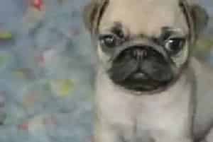 导致巴哥犬的身体出现疾病的食物有哪些(巴哥犬)