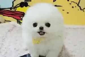 哪些食物会毫不留情的夺去博美犬的生命(博美犬)