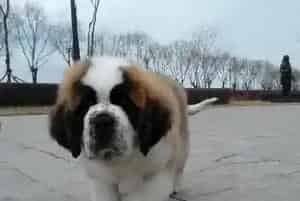 哪些食物会让圣伯纳犬更健康(圣伯纳犬)