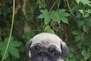 为什么巴哥犬不能食用油腻的食物(巴哥犬)