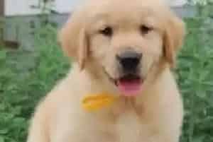 金毛犬真菌感染请问用什么药治疗(金毛)