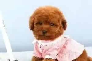 哪些食物会危害到贵宾犬的健康(贵宾犬)