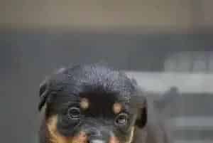 罗威纳犬轻微的咳嗽应该吃什么药(罗威纳犬)