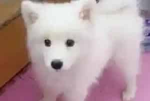 银狐犬只是单纯的拉肚子需要吃药吗(银狐犬)