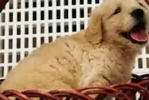 牛奶是金毛幼犬的最佳食物吗(金毛)