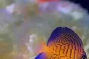 夏威夷吊好养吗(要选择280升以上水族箱饲养)