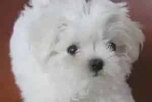 马尔济斯犬的完美无瑕、最佳日粮究竟是哪些食物(马尔济斯)