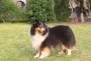 主人们应该给生病的喜乐蒂犬吃什么食物(喜乐蒂)