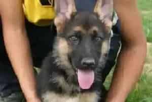 德国牧羊犬身体非常烫可以吃小孩子的退烧药么(德国牧羊犬)