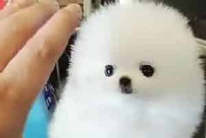 适合博美犬的磨牙食物介绍(博美犬)