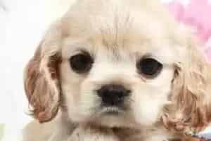 哪些食物是可卡犬健康的最大杀手(可卡犬)