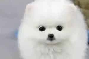 盘点博美犬爱吃的食物(博美犬)