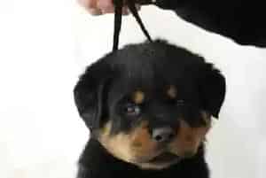 罗威纳犬细小坚持用药治愈的机率有多大(罗威纳犬)