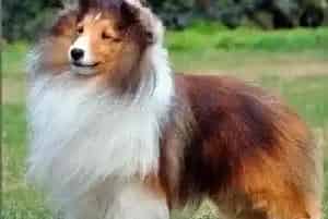 喜乐蒂犬吃哪些食物可以补钙(喜乐蒂)
