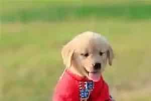 宠物寄养服务(关于寄养场所的相关问题)