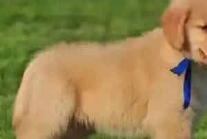 为什么金毛犬会食物中毒?什么原因导致的(金毛)