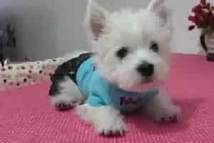 给西高地犬洗澡需要注意哪些事项(西高地)