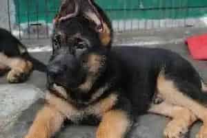 为什么德国牧羊犬不能吃有刺激性的食物(德国牧羊犬)