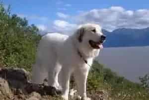 千万不能养成乱给大白熊犬食物的习惯(大白熊犬)