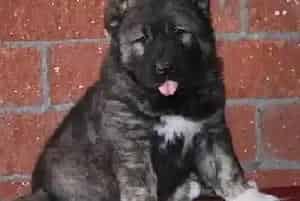 禁止带着高加索犬外出散步给狗狗食物吃(高加索犬)
