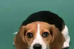 比格犬受风感冒了吃什么药好(比格犬)