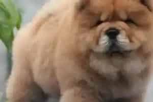 松狮犬不可食用的食物有哪些(松狮犬)