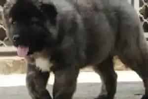 朱古力食多会死亡 令高加索犬致命的食物有哪些(高加索犬)