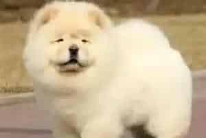 生活中哪些食物是不能够给松狮犬吃的(松狮犬)