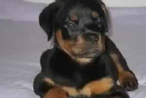 哪些食物会促进罗威纳犬的发育(罗威纳犬)