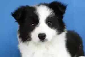 边境牧羊犬总是干咳干呕吃什么药物好的快(边境牧羊犬)