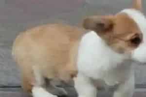 什么牌子的消炎药适合柯基犬服用(柯基犬)