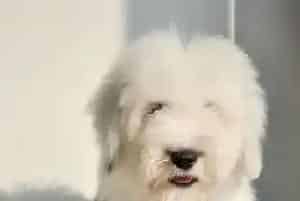 什么食物是古代牧羊犬不能够食用的(古代牧羊犬)
