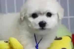 哪些食物会伤害比熊犬 比熊犬吃什么最好(比熊犬)