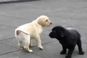 拉布拉多犬在饲养中可以吃人类的食物吗(拉布拉多)