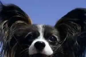 蝴蝶犬为什么不能吃辛辣的食物?有什么危害(蝴蝶犬)