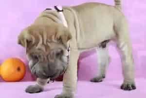 狗粮等食物对沙皮犬的身体有哪些好处(沙皮狗)