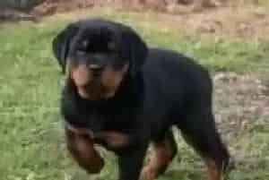 罗威纳犬禁食的五大食物介绍(罗威纳犬)